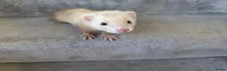 Ferret rodents for sale: 2 jills for sale 8 and 10 weeks old - Advert 4