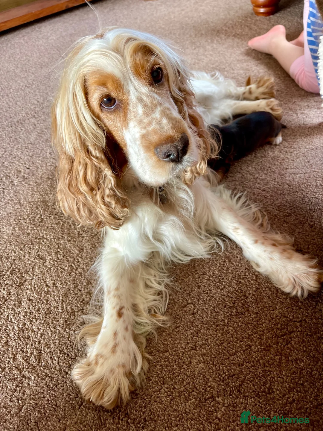 Cocker Spaniel dogs for sale: ***BEAUTIFUL KC REG SHOW COCKER SPANIEL PUPS*** in Liskeard - Advert 9