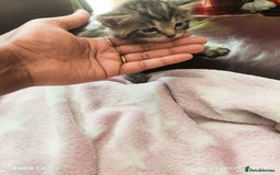 Mixed Breed cats for sale: Ragdoll Bengal mix kittens available for sale - Image 11