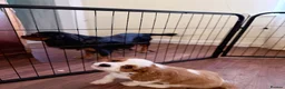 Cavalier King Charles Spaniel dogs for sale: Pedigree Cavalier King Charles Spaniel  - Advert 3
