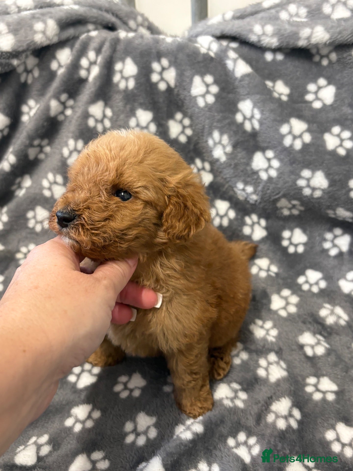 Miniature Poodle dogs Miniature poodle puppy male  - Advert 1
