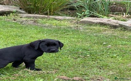 Labrador Retriever dogs for sale: Excellent KC reg-health checked home bred line - Image 14