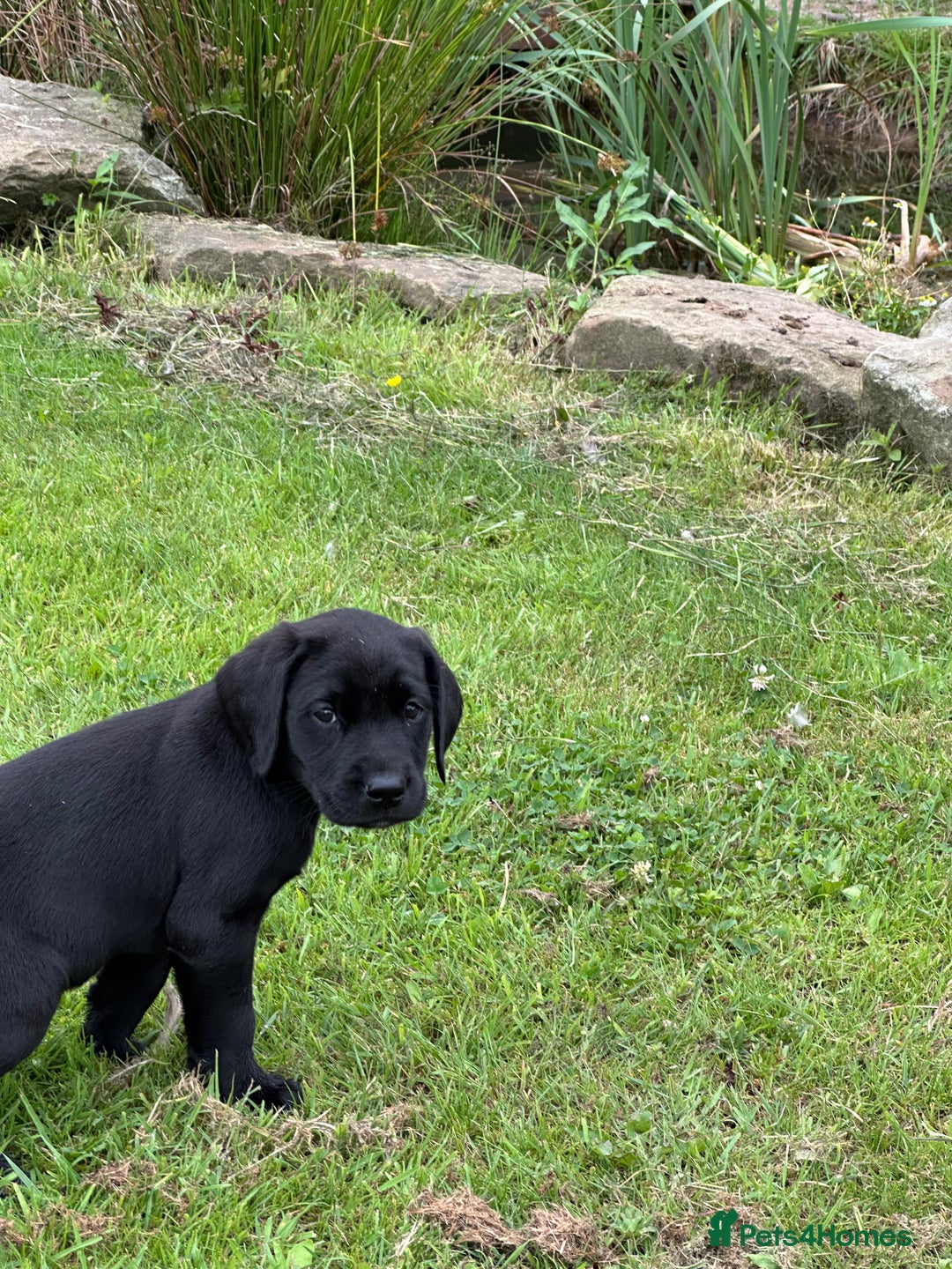 Labrador Retriever dogs for sale: Excellent KC reg-health checked home bred line - Image 14