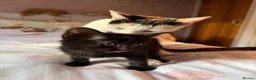 Mixed Breed cats for sale: Kittens for Sale 2x Black and 2x White 8 weeks  in Ingatestone - Advert 10