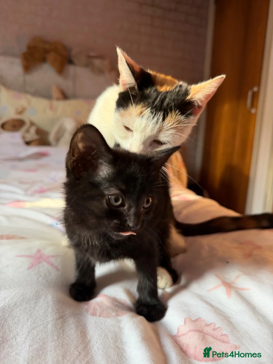 Mixed Breed cats for sale: Kittens for Sale 2x Black and 2x White 8 weeks  in Ingatestone - Advert 10