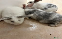 Mixed Breed rabbits for sale: Mixed bunnies - Image 12