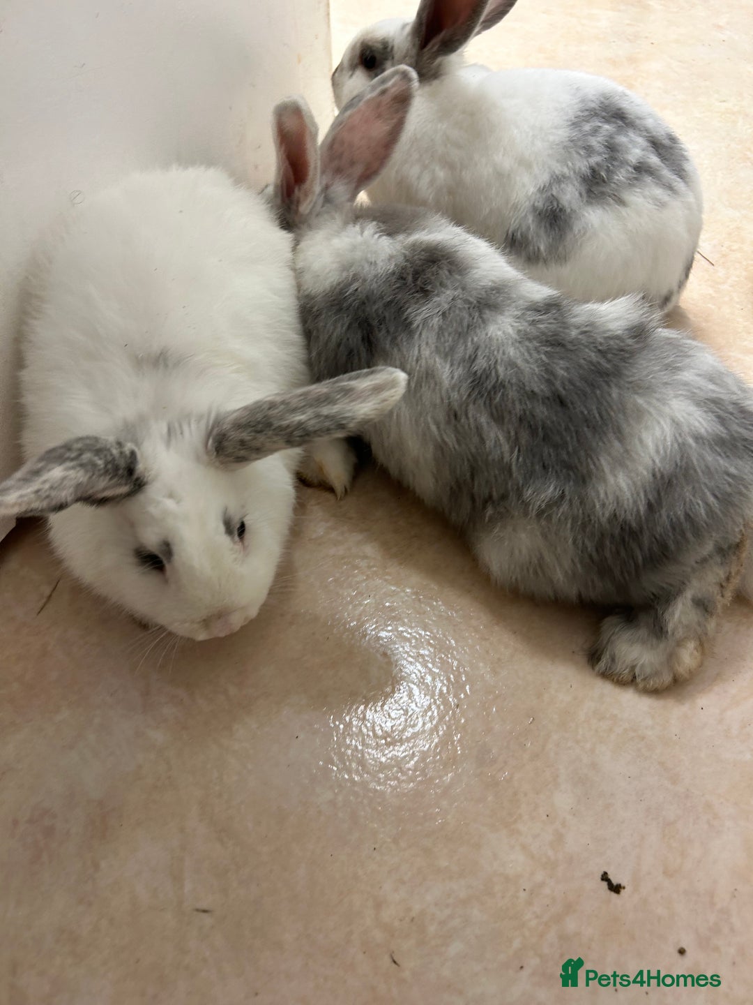 Mixed Breed rabbits for sale: Mixed bunnies - Image 12