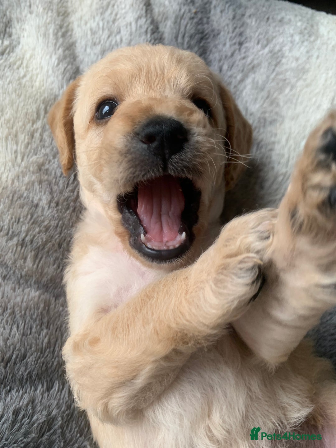 Double Doodle dogs for sale: Beautiful rare litter of Double Doodles - Image 32