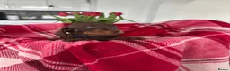Miniature Dachshund dogs for sale: Miniature dachshunds  - Advert 14