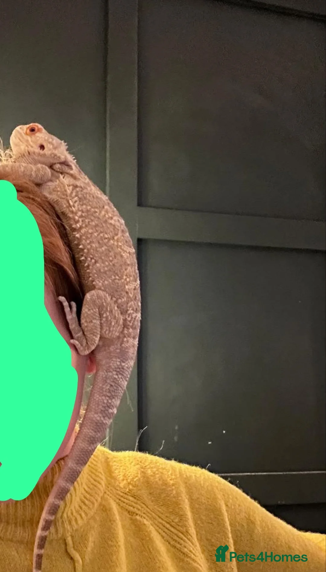 Bearded Dragon reptiles for sale: Bearded Dragon and set up for sale  in Rotherham - Advert 7