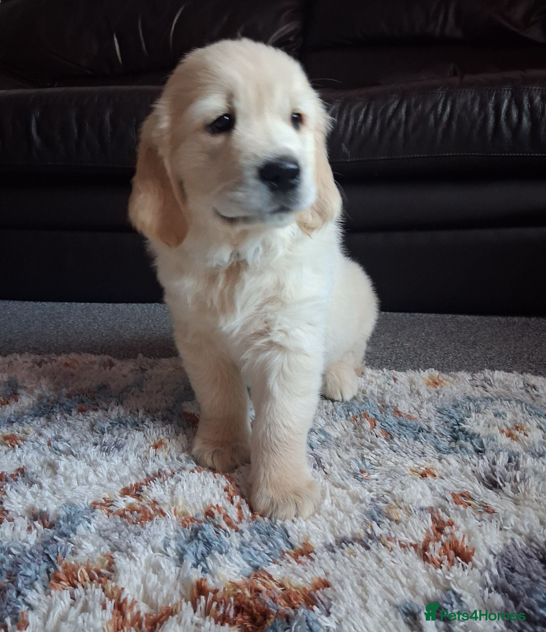 Golden Retriever dogs Only 1 boy available! 🖤 - Advert 2