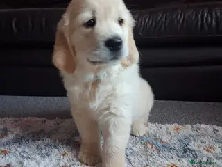 Golden Retriever dogs Only 1 boy available! 🖤 - Advert 2