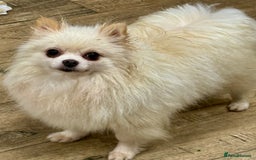 Pomeranian dogs for adoption: Alica – The Tiny Soul Who Survived the Unthinkable - Image 6
