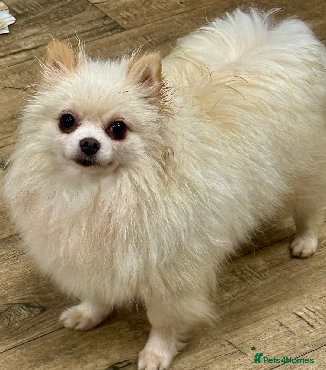Pomeranian dogs for adoption: Alica – The Tiny Soul Who Survived the Unthinkable - Image 6