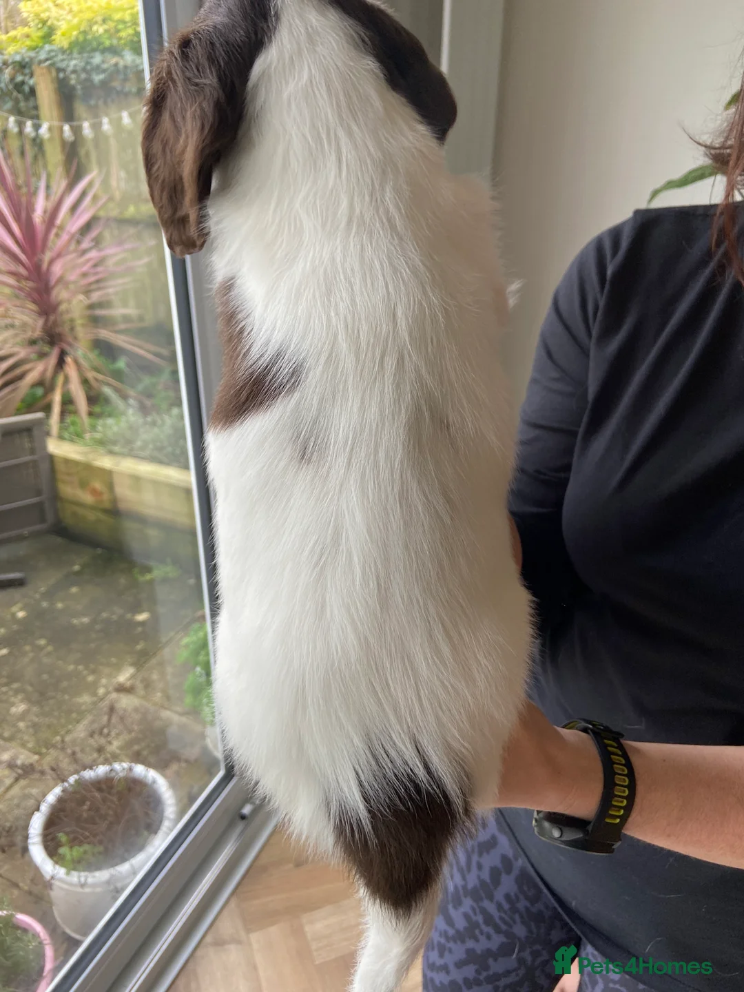 English Springer Spaniel dogs for sale: Springer spaniel puppies - 2 boys remaining - Advert 3