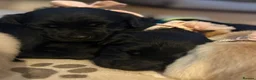 Goldador dogs for sale: 🐾 Beautiful Goldador Puppies 🐾 in Rotherham - Advert 8