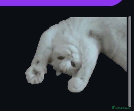 Mixed Breed cats Cotton the Baby Kitty - Advert 2