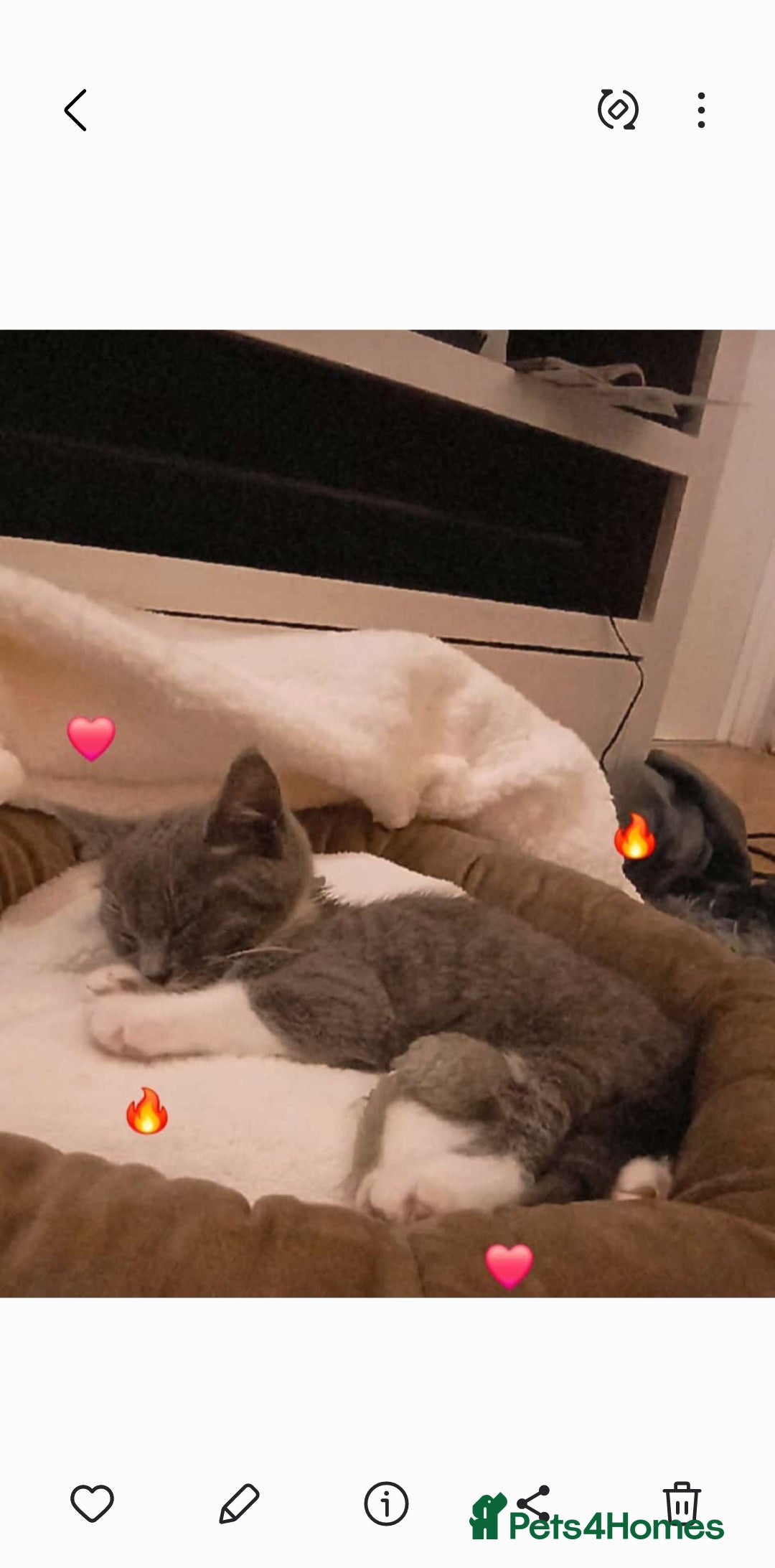 Domestic Shorthair cats for sale: Beautiful domestic short-hair kitten  - Advert 2