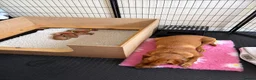 Labrador Retriever dogs for sale: Fox Red Puppies in Crediton - Advert 3