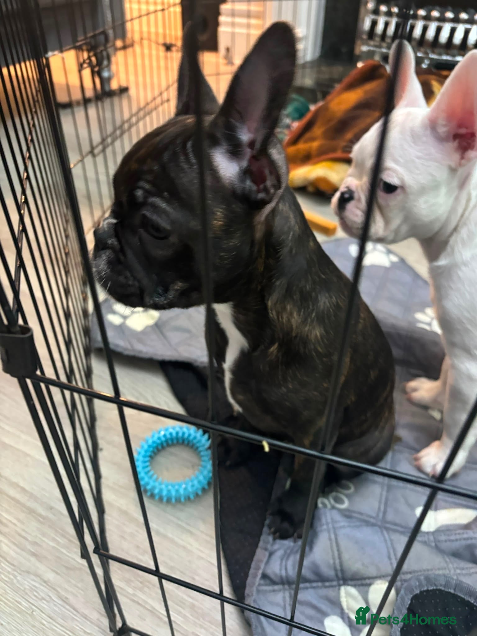 French Bulldog dogs  French bulldog puppies 1 girl left (boy reserved) - Advert 12