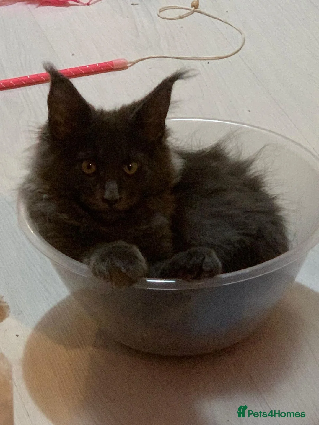 Maine Coon cats for sale: Beautiful Maine Coons from Champion lines  in Saint Agnes - Advert 2