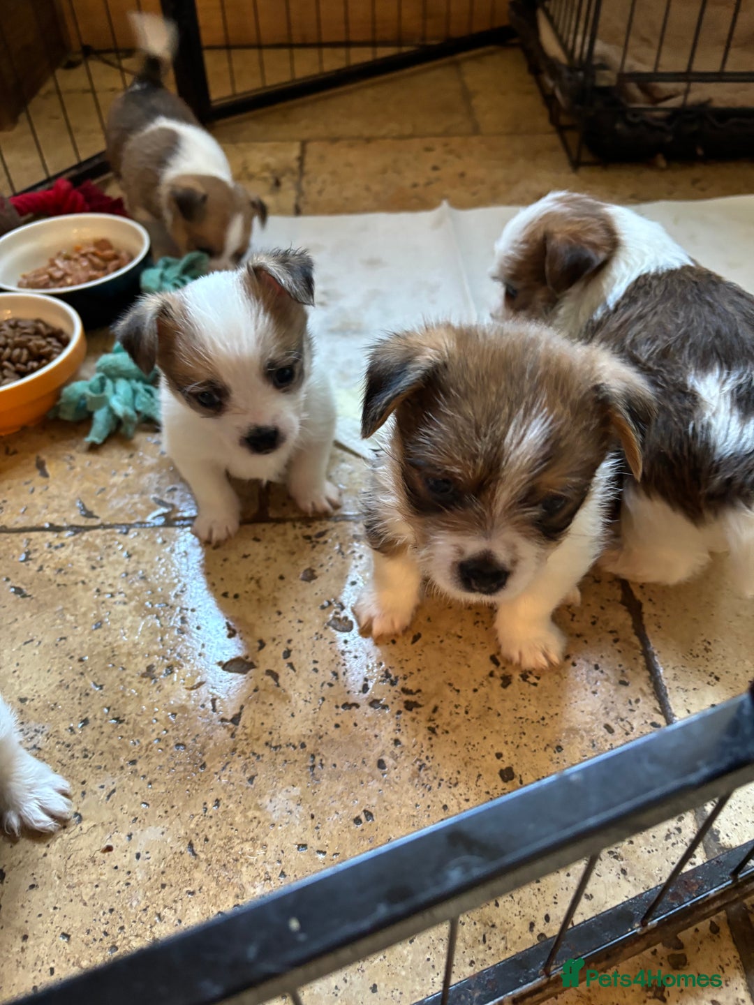 Mixed Breed dogs for sale: Adorable Puppies! - Advert 4