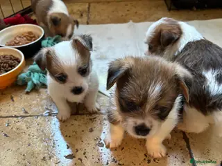 Mixed Breed dogs Adorable Puppies! - Advert 17