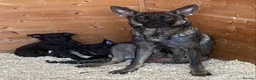 German Shepherd dogs for sale: Working Line German Shepherd Puppies - Cornwall in Hayle - Advert 18