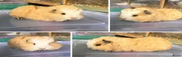Guinea Pig rodents for sale: Bonded Guinea pig boars  - Advert 5