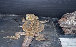 Bearded Dragon reptiles for sale: Bearded dragons babies&adults possible full setup - Advert 9