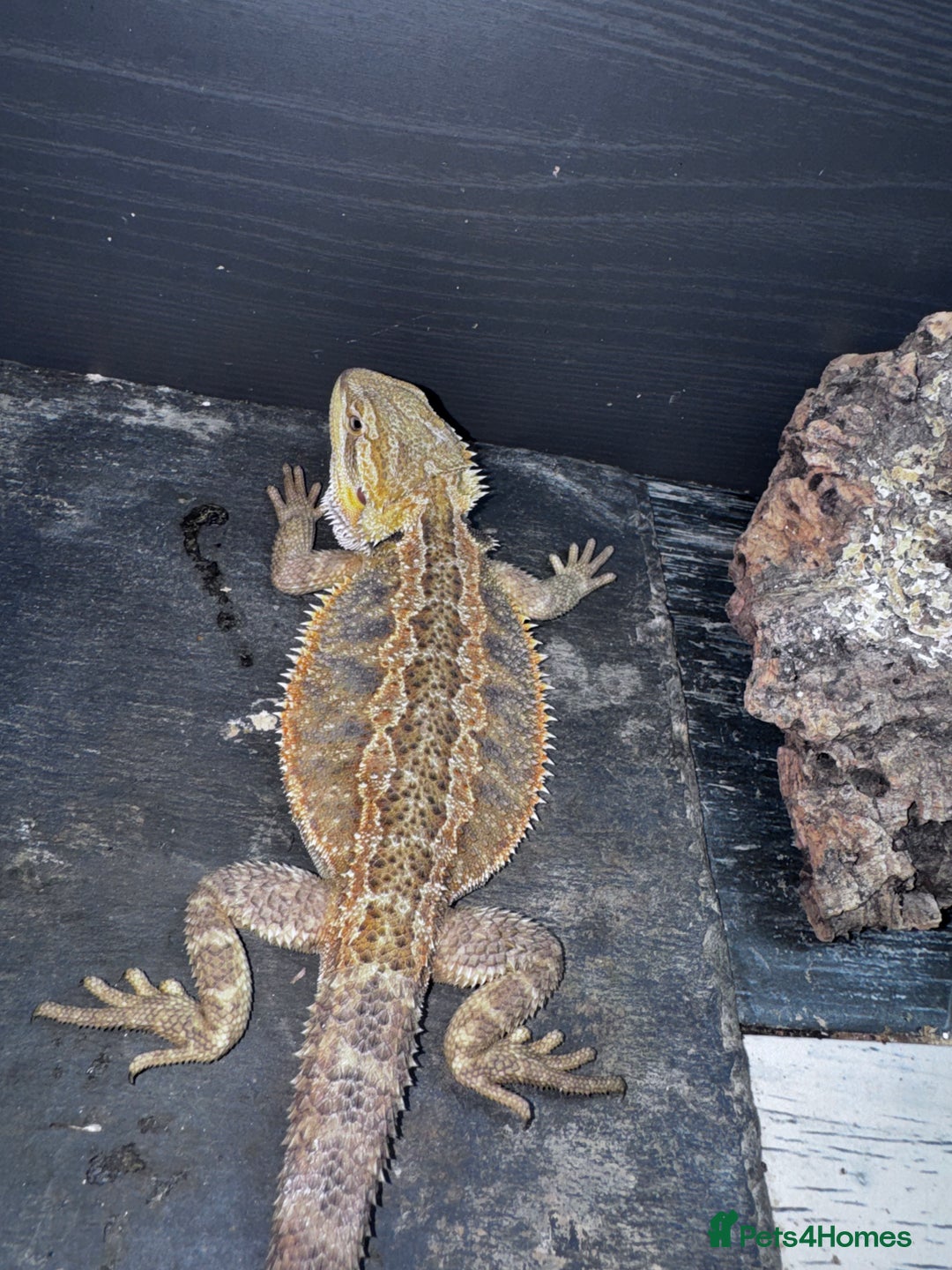 Bearded Dragon reptiles for sale: Bearded dragons babies&adults possible full setup - Advert 9