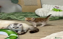 British Shorthair cats for sale: Affectionate lap cats health tested parents  - Image 28