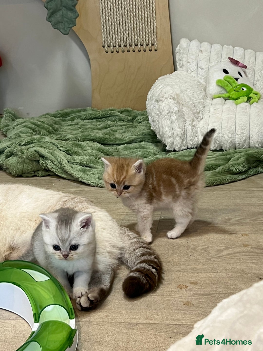 British Shorthair cats for sale: Affectionate lap cats health tested parents  - Image 28