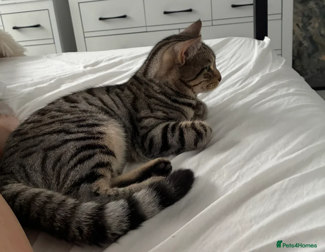 Mixed Breed cats for sale: British shorthair x Bengal kittens in Tamworth - Advert 2