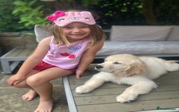 Golden Retriever dogs for sale: Penny - Golden Retriever puppy (15 weeks old) - Image 3