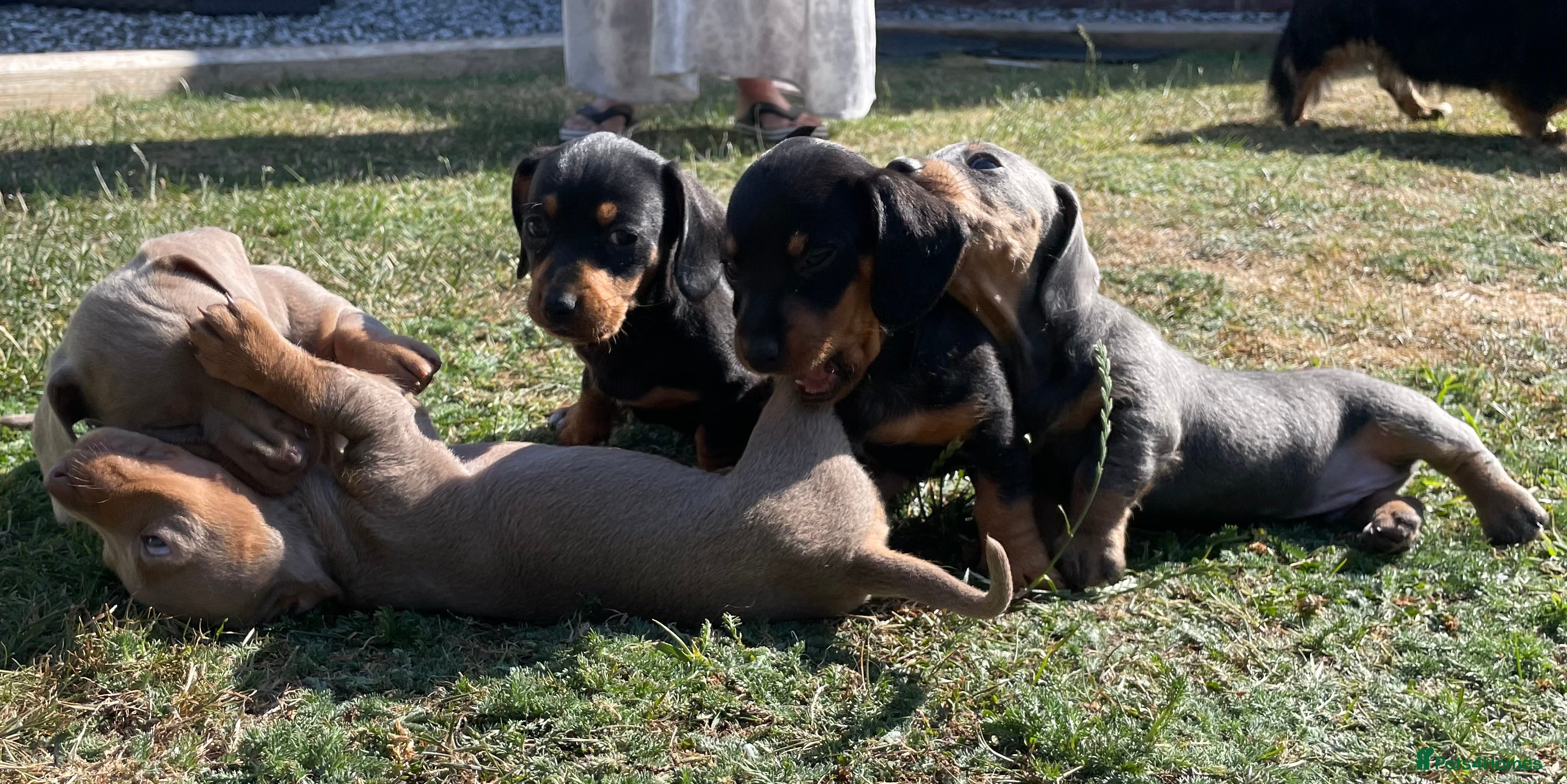 Dachshund dogs Miniature Dachshund Puppies - Stunning Litter - Advert 2