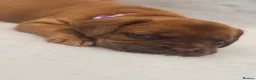 Dogue De Bordeaux dogs for sale: Beautiful Girl looking for forever home - Advert 6