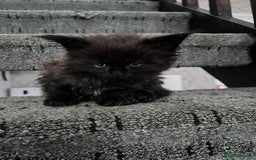 Maine Coon cats for sale: Reserve your dream kitten now - Image 23