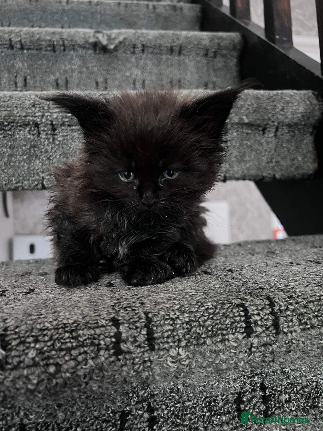 Maine Coon cats for sale: Reserve your dream kitten now - Image 23