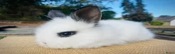 Lionhead rabbits for sale: Stunning double maned lionhead rabbits - Advert 8
