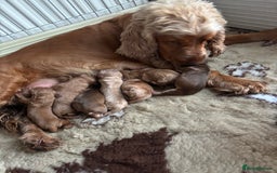 Cocker Spaniel dogs for sale: KC REGISTERED SHOW-TYPE COCKERS - Image 5