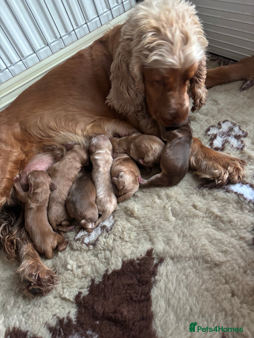 Cocker Spaniel dogs for sale: KC REGISTERED SHOW-TYPE COCKERS - Image 5