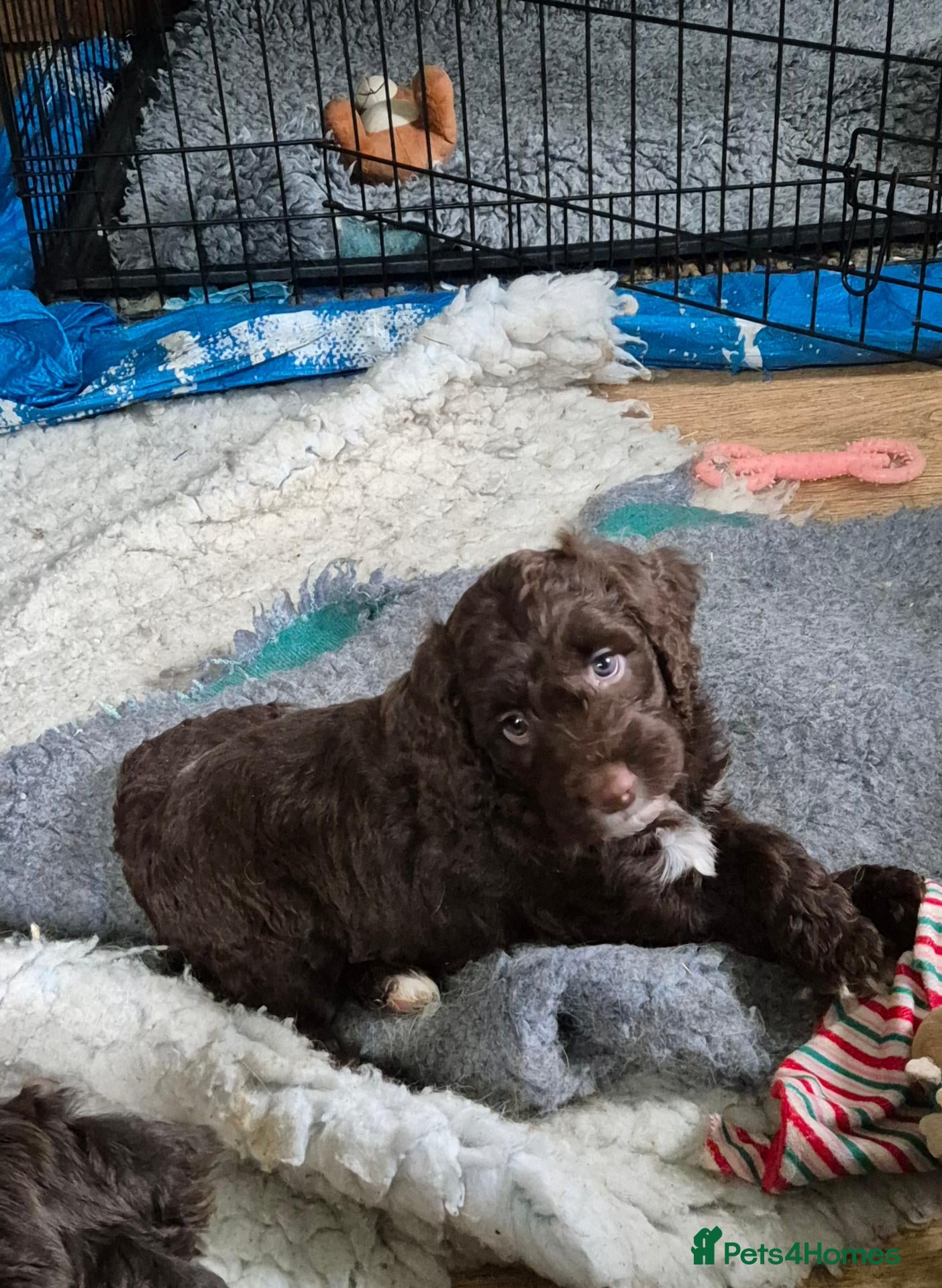 Sproodle dogs for sale: Gorgeous litter of Sproodle Pups  - Advert 2