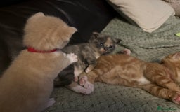 Mixed Breed cats for sale: Beautiful babies ready in 2 weeks - Image 11