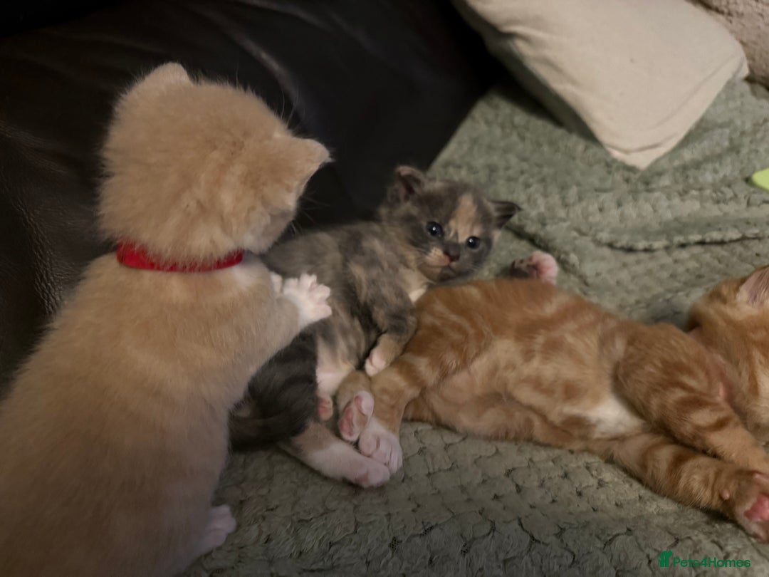Mixed Breed cats for sale: Beautiful babies ready in 2 weeks - Image 11