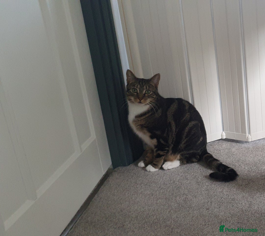 Mixed Breed cats for sale: Mixed Breed Tabby For Sale - Image 1