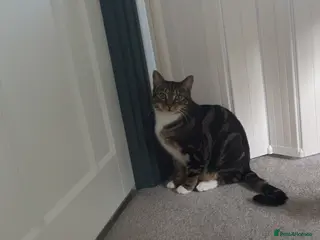 Mixed Breed cats Mixed Breed Tabby For Sale - Advert 12