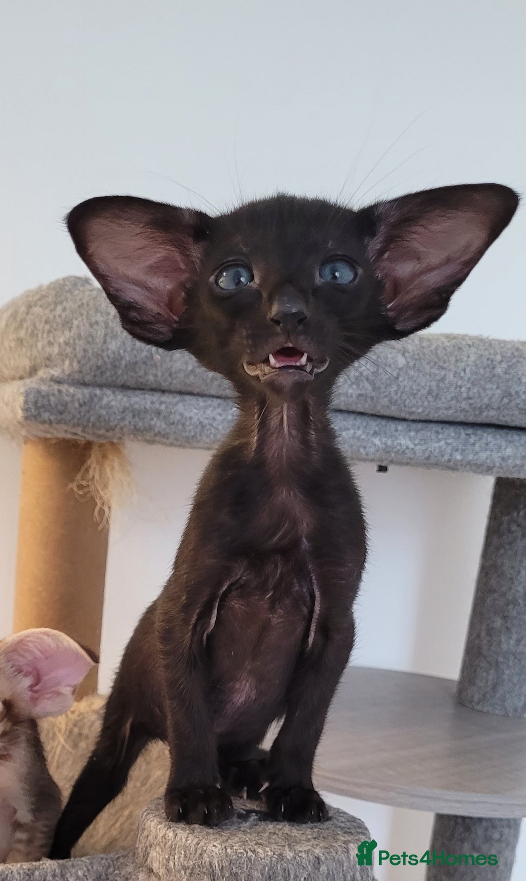 Oriental cats for sale: Oriental Shorthair kittens  - Image 27
