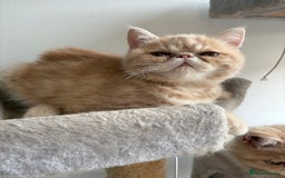 Exotic cats for sale: Last one Gorgeous Exotic boy ready now  - Image 15