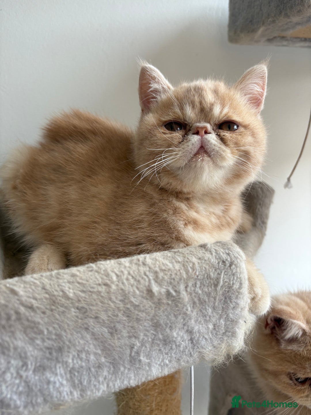 Exotic cats for sale: Last one Gorgeous Exotic boy ready now  - Image 15